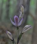 Limodorum trabutianum
